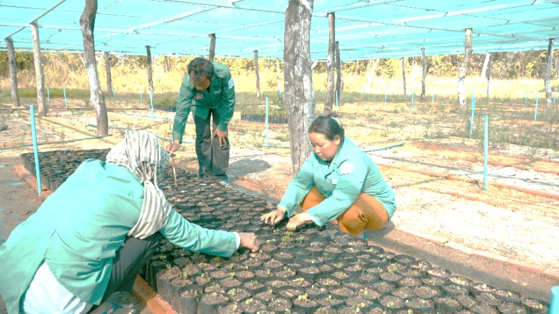 plant nursery at Preah Vihear Site